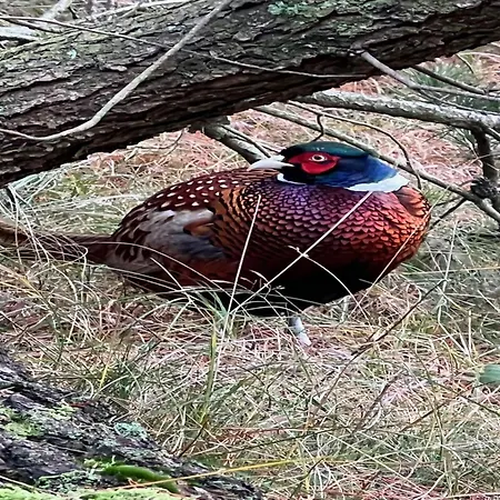 Bogatin - 1km From The Sea By Interhome